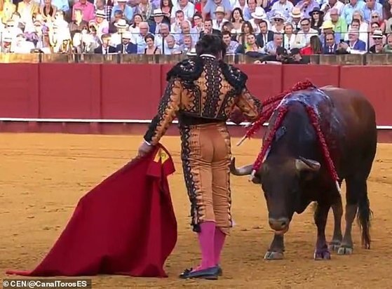 스페인에서 최근 논란이 된 투우사. 소를 죽이기 전 주머니에서 손수건을 꺼내 눈물을 닦아주는 모습에 위선자라는 비판이 쏟아졌다. [영국 데일리메일 캡처]