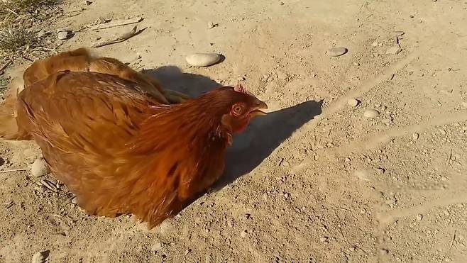 바닥에 선 하나 긋고 닭을 최면시킨 순간(유튜브 영상 캡처)