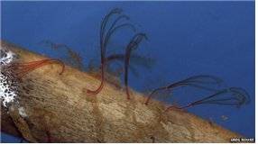 심해에서 동물 뼈를 분해해 먹고 사는 '좀비' 벌레