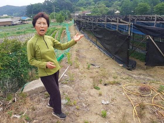 지난 17일 충북 진천군 광혜원면 실원마을에서 이선옥(69)씨가 마을에 인삼밭이 생긴 사연을 설명하고 있다. 최종권 기자