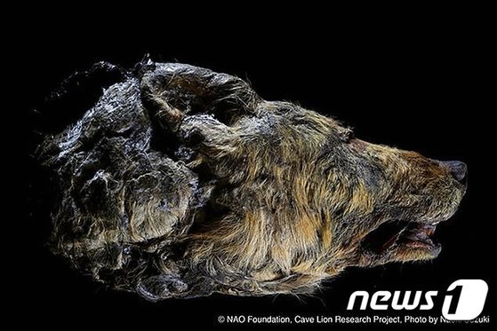 시베리아 동토층에서 나온 4만년 전 늑대 머리. [시베리아 타임스=뉴스1]