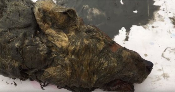 러시아 시베리아 야쿠티아 북부 지방의 영구 동토층에서 발견된 고대 늑대 머리. [사진 시베리아타임스 유튜브]