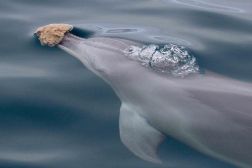 바다 해면을 이용해 먹이를 찾는 샤크 베이의 남방큰돌고래 [스테파니 킹 제공]