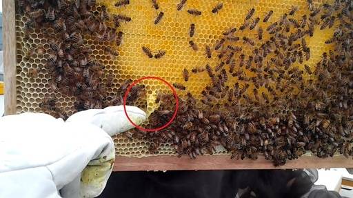 안재현군이 여왕벌 번데기가 자라는 방인 '왕대(王臺·빨간 동그라미)'를 설명하고 있다.