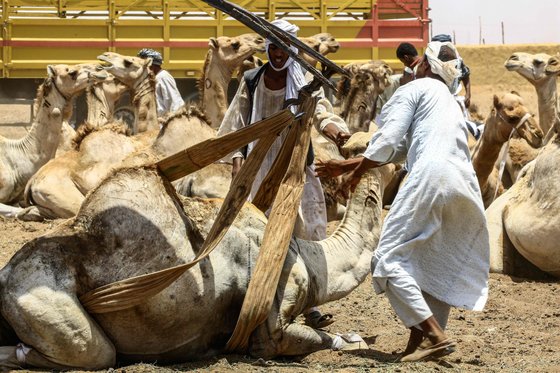 수단의 한 낙타시장에서 주민들이 지난 10일(현지시간) 흥정이 끝난 낙타를 차에 싣기 위해 밧줄로 몸을 묶고 있다. [AFP=연합뉴스]
