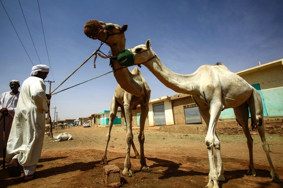 수단 옴두르만의 한 시장에서 지난 10일(현지시간) 낙타를 팔기 위해 대기하고 있다. [AFP=연합뉴스]