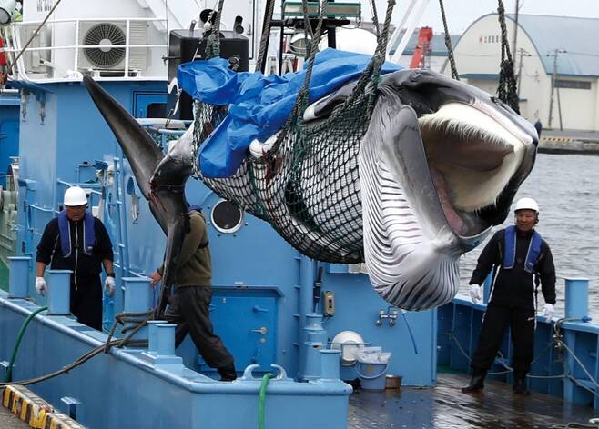 일본 홋카이도 구시로항에서 지난 7월1일 포획된 밍크고래가 포경선에서 하역되고 있다. ⓒ 뉴시스