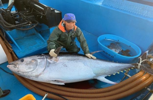 지난 6월 19일 고성군 가진항 앞바다에 설치된 정치망에 포획된 무게 180㎏의 참다랑어. 이 참다랑어는 420만원에 위판됐다. 강원도환동해본부 제공