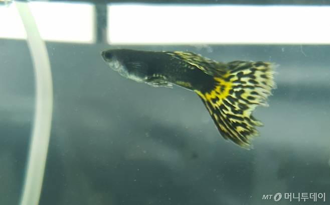 블랙 킹코브라 구피 /사진=정현수 기자