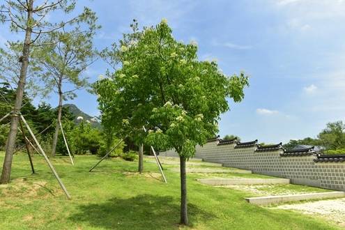 경복궁의 쉬나무