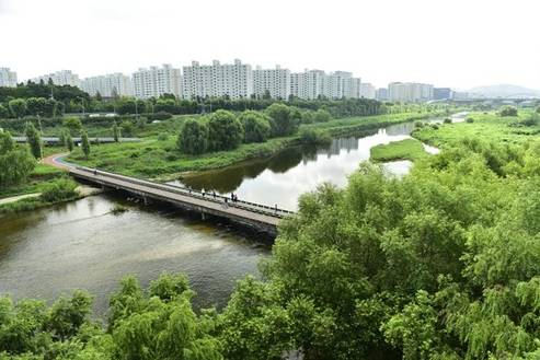 쉬나무가 많이 심어져 있는 서울시 강남구 수서동의 탄천