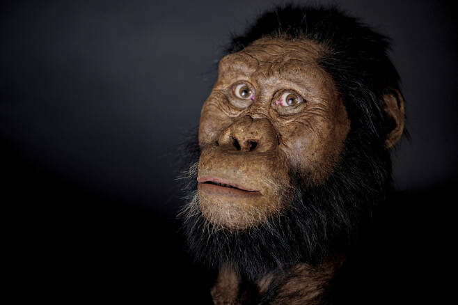 클리블랜드 자연사박물관이 제공한 오스트랄로피테쿠스 아나멘시스의 얼굴 재건 모습.[AP]