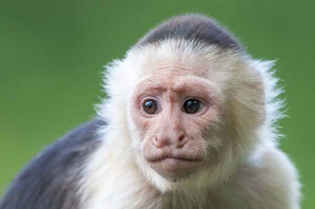 해당 원숭이는 ‘흰머리카푸친’ 원숭이 종으로 꼬리감는원숭이 ‘카푸친’의 일종이다./사진=네덜란드 아펠도른 동물원