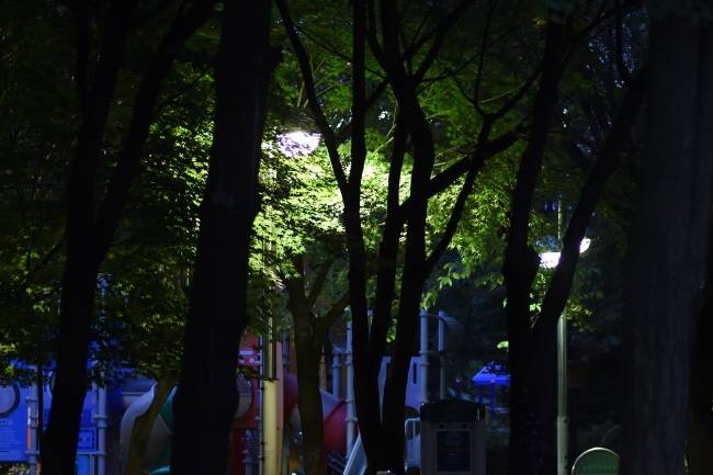 공원의 밤을 밝히는 가로등 불빛.