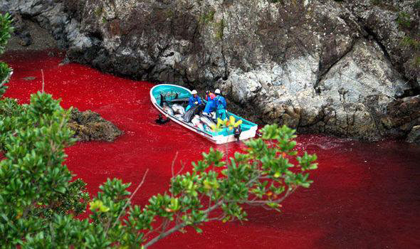 2015년 10월 일본 다이지에서 대규모 돌고래 사냥이 이뤄져 바다가 피로 붉게 물든 장면.  출처 : 환경단체 돌핀프로젝트 트위터