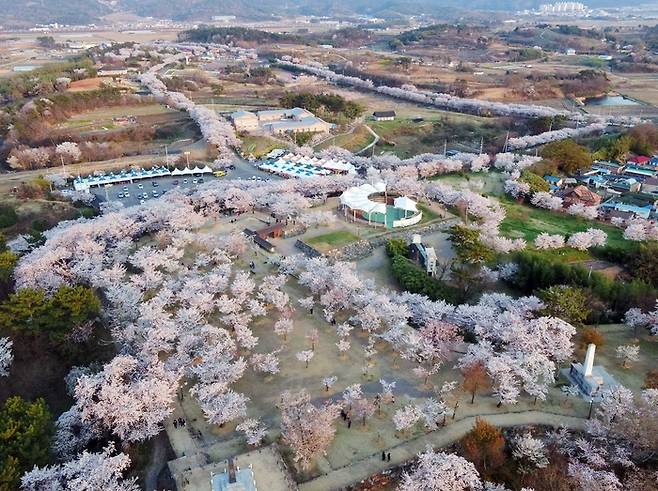 '선진리성 벚꽃' 임진왜란의 온갖 쓰라림을 간직한 채 올봄도 화려한 벚꽃 피워냈다.