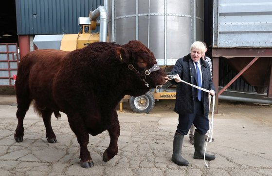 보리스 존슨 영국 총리가 에버딘을 방문해 소를 끌고 가고 있다. 그는 의회가 통과한 법률을 지키지 않을 가능성까지 내비치고 있다. [로이터=연합뉴스]