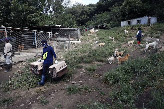 별다른 목줄도 없이 애린원 보호소 부지를 떠도는 개들. 사진 전헌균 EPA 한국주재기자 제공