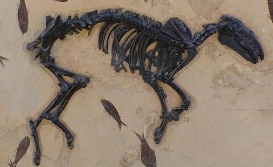 원래 여러 개의 발가락을 가진 말의 화석. 더 빨리 달릴 수 있도록 진화하면서 발가락 숫자가 줄어든 것입니다. [사진=유튜브 화면캡처]