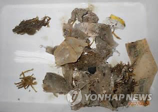 붉은바다거북 장기에서 발견된 해양쓰레기 [국립해양생물자원관 제공·재판매 및 DB 금지