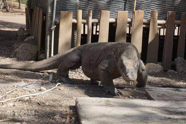 인도네시아 코모도국립공원에 서식하는 코모도왕도마뱀.