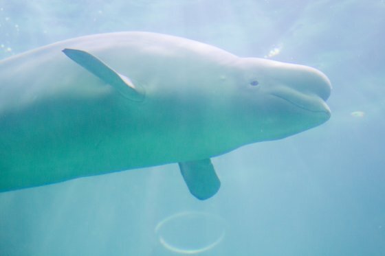 롯데월드 아쿠아리움에서 살고 있는 흰고래 벨루가. [사진 롯데월드]
