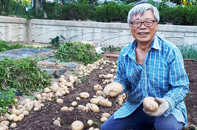 이동필 전 농림축산식품부 장관이 지난 7월 고향인 경북 의성의 텃밭에서 감자를 수확하고 있다. /이동필 전 장관 페이스북