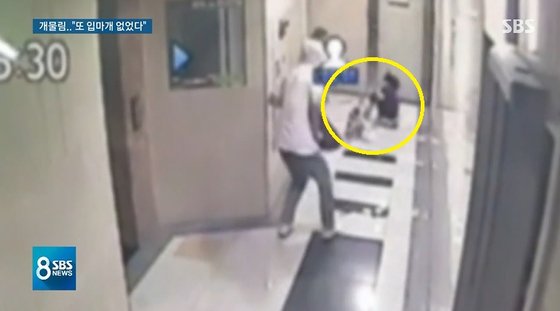 지난 6월 경기 용인시의 한 아파트 복도에서 목줄을 한 폭스테리어가 3세 여아를 공격하고 있다. [사진 SBS]