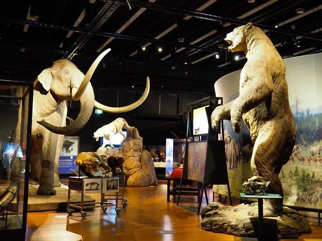 ⓒAustralian Museum오스트레일리아 시드니에 있는 박물관에 전시된 동물들.