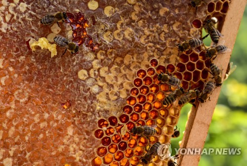 벌집에 모여든 꿀벌 [EPA=연합뉴스 자료사진]