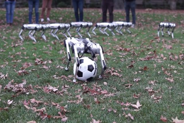 MIT 미니 치타로봇 무리들이 동시에 앉고 일어나며, 축구를 하고 덤블링을 하는 등의 다양한 동작을 수행하는 모습이 영상을 통해 공개됐다. (사진=영상 캡쳐)