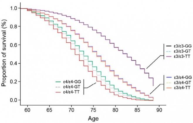 나이에 따른 알츠하이머병 발생 추이를 나타내는 그래프로 세로축은 건강한 사람(survival)의 비율이다(% 표기는 오류로 빼야 한다). 엡실론3/엡실론3에서는 T형이 영향을 주지 않고 엡실론3/엡실론4에서도 영향이 미미하지만 치매 위험성이 큰 엡실론4/엡실론4에서는 영향력이 크다. 엡실론4/엡실론4이면서 TT면 최악의 조합으로 치매가 빨리 올 가능성이 크다. 임상의학저널 제공
