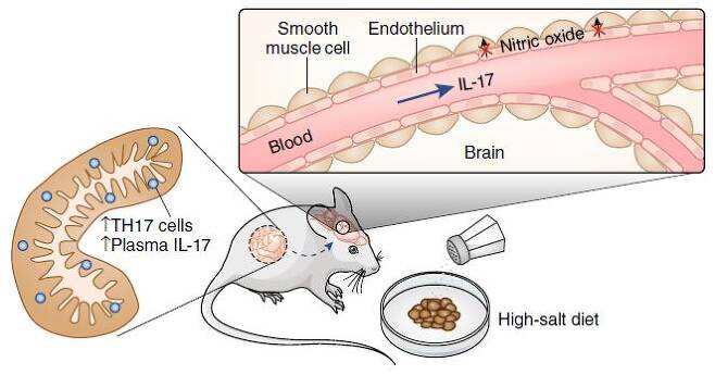 지난해 코넬대 연구자들은 짜게 먹은 생쥐가 인지 장애를 일으키는 메커니즘을 규명했다. 즉 생쥐 소장의 TH17 세포가 늘어나면서 혈중 인터류킨-17(IL-17) 농도가 올라가 뇌혈관의 내피세포(endothelium)가 일산화질소(nitric oxide)를 제대로 만들지 못하게 해 혈관이 수축돼 혈류량이 감소한다는 것이다. ′네이처 신경과학′ 제공