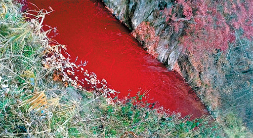 쌓아둔 돼지 사체에서 흘러나온 핏물이 빗물과 함께 유입되면서 강물이 붉게 변했다. 연천임진강시민네트워크 제공