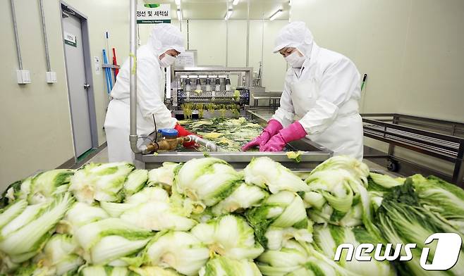 절임배추를 생산하는 모습.(사진 괴산군 제공)© 뉴스1