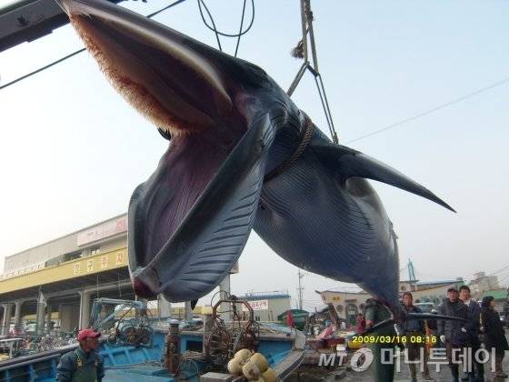 2009년 3월 강원 강릉시 주문진항 동방 3해리 해상에서 길이 5.8m, 둘레 2.6m, 무게 1.2톤 크기의 밍크고래 1마리가 죽은 채 발견됐다. (사진=속초해경 제공)/뉴시스