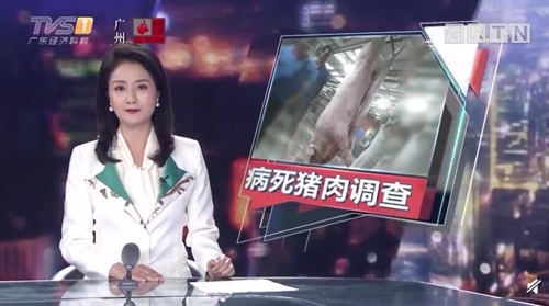중국 광둥성서 '질병으로 죽은 돼지' 도축·유통 파문 [중국매체 TVS 보도 화면 캡처]