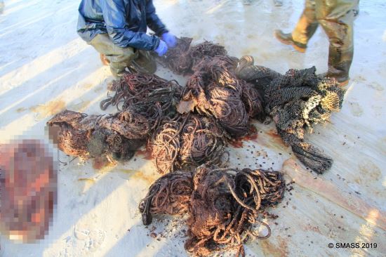 향유고래 뱃속에서 '거대한 공'처럼 뭉쳐져 있던 쓰레기들. Scottish Marine Animal Strandings Scheme 페이스북