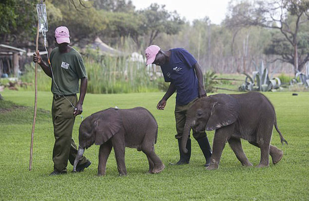짐바브웨에서 어미를 잃은 새끼 코끼리들이 잇따라 구조되고 있다. 왼쪽은 태어난지 하루 만에 홀로 발견된 ‘카디키’ 오른쪽은 생후 한달 도 채 안 된 ‘부미’./사진=짐바브웨 코끼리 탁아소(ZEN)