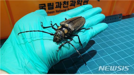[서울=뉴시스] 장수하늘소 암컷 어른벌레 모습.(사진=국립과천과학관 제공)