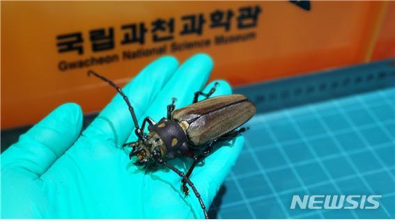 [서울=뉴시스] 장수하늘소 수컷 어른벌레 모습.(사진=국립과천과학관 제공)