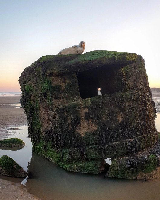 지난 2월 요크셔 동부 해안에서 구조된 회색바다표범/사진=영국 더 선 화면 캡처