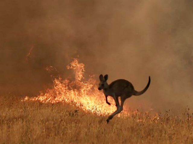 호주 뉴사우스웨일즈에서 캥거루가 불길을 피해 도망가고 있다. news.com 캡처