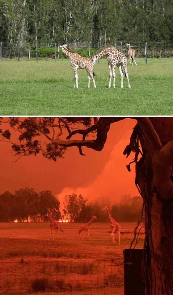 호주 뉴사우스웨일즈의 모고 야생동물원의 화재 전(위)과 후의 모습. [사진 트위터]