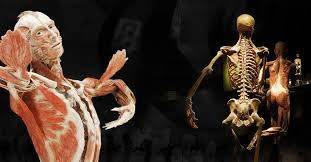 해부학자 군터 폰 하겐스는 자신이 개발한 사체 방부 기법 ‘플라스티네이션’ 표본으로 '바디월드'라는 전시를 진행하고 있다. bodyworlds.com