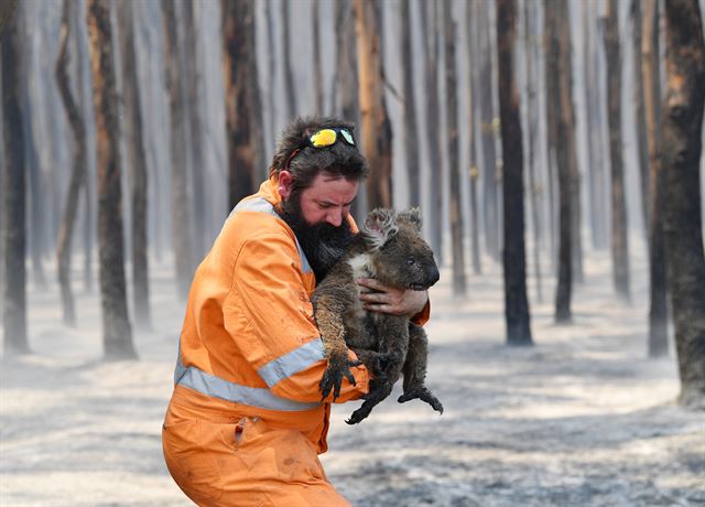 산불이 휩쓴 호주 애들레이드 남서부의 캥거루 섬에서 7일 야생동물 구조요원이 코알라를 구조하고 있다. 애들레이드=로이터 연합뉴스