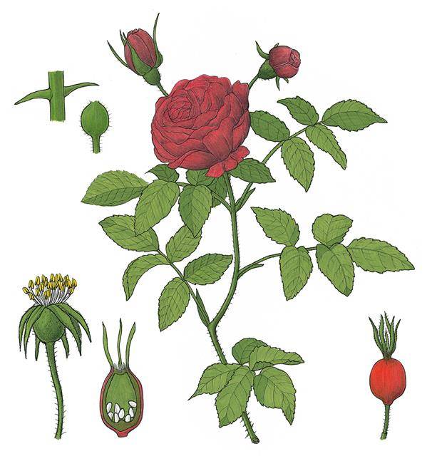 식물의 모든 가시는 존재의 이유를 품는다. 장미 가시는 주변 동물로부터 향기로운 꽃을 보호하기 위해, 선인장 가시는 물을 찾는 초식동물에게 자신의 수분을 뺏기지 않기 위해 생겼다. 식물의 모든 가시는 존재의 이유를 품는다. 장미 가시는 주변 동물로부터 향기로운 꽃을 보호하기 위해, 선인장 가시는 물을 찾는 초식동물에게 자신의 수분을 뺏기지 않기 위해 생겼다.