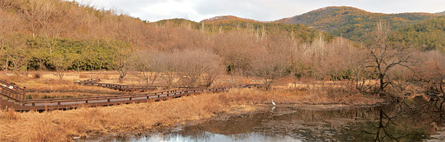 전북 고창 운곡습지에 놓은 나무 덱 길. 습지 뒤편의 수피가 흰 것이 은사시나무다.