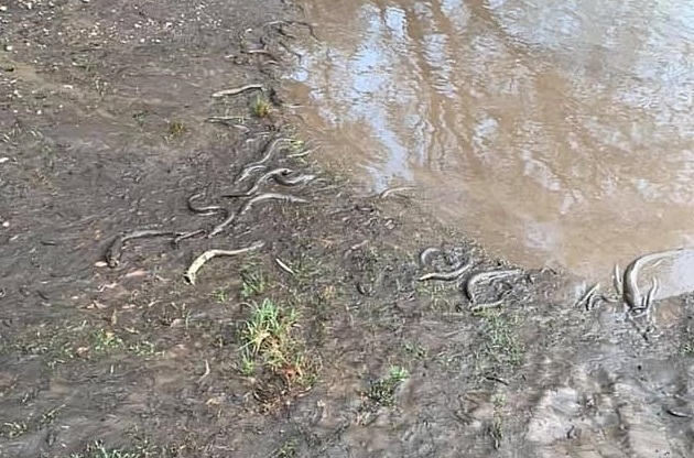 강물에 유입된 산불재로 죽어가는 뱀장어들, 사진=페이스북