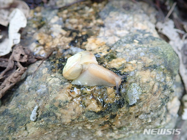참달팽이 (사진=국립생태원 제공)